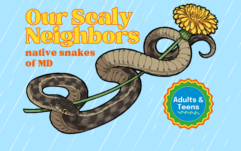 image for Our Scaly Neighbors: Snakes Of Maryland