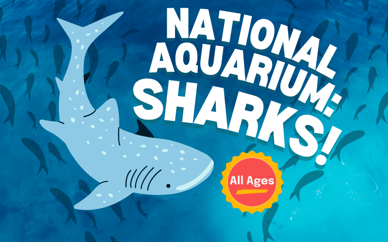 image for National Aquarium: Sharks!